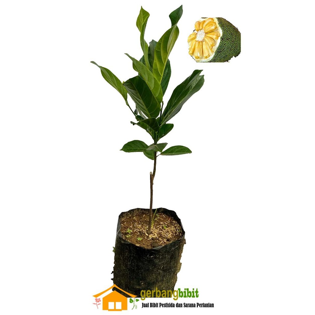 Bibit pohon stek Nangka Madu Mini