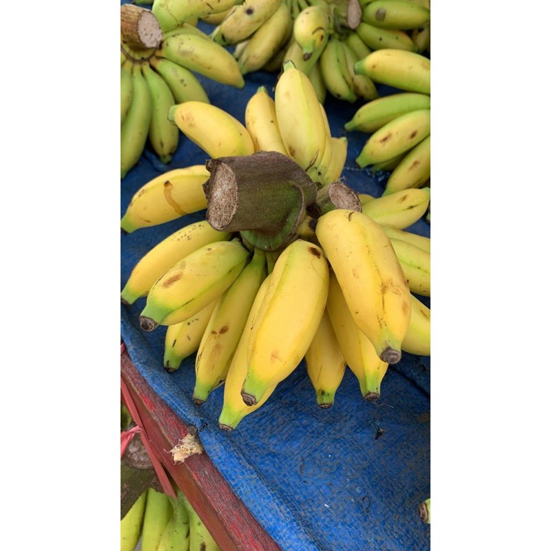 

pisang lampung 1 sisir
