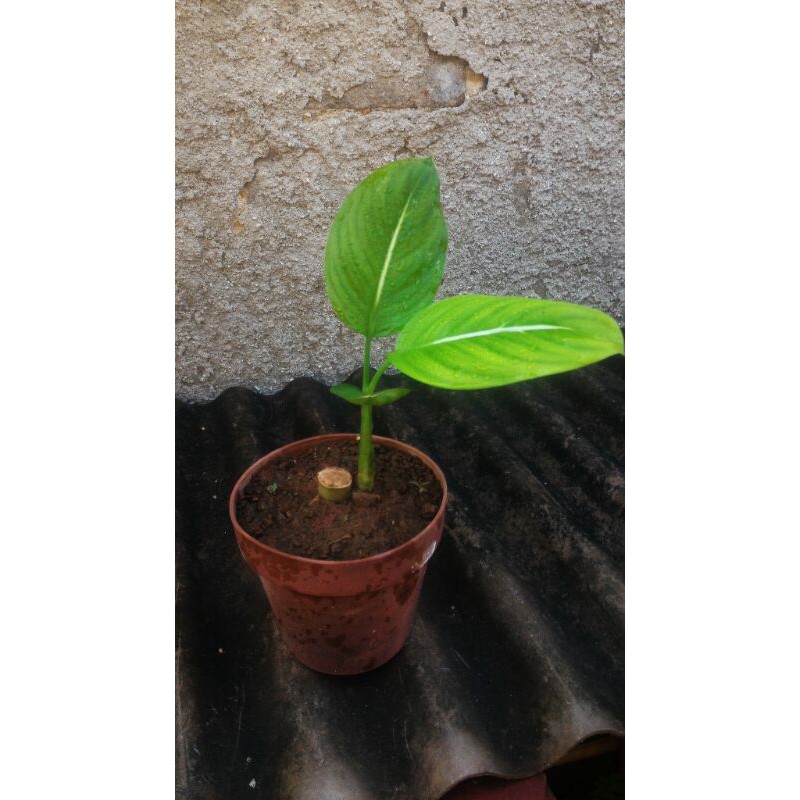 tanaman hias aglonema hijau strip putih + pot