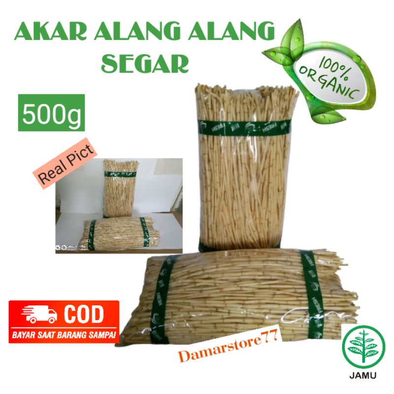 

500g Akar Alang Alang Segar Alang Alang Fresh 100% Obat Herbal