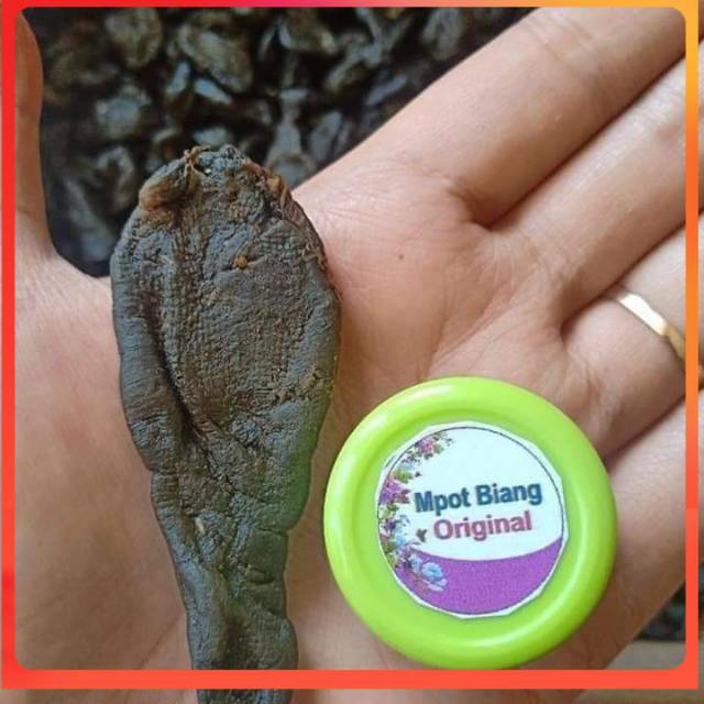 

Mpit Biang ORIGINAL mbot biang Madura asli