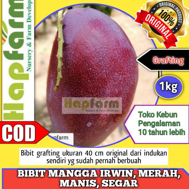 BIBIT MANGGA IRWIN MERAH MANIS SEGAR ORIGINAL DARI INDUKAN SENDIRI YG SUDAH SERING BERBUAH