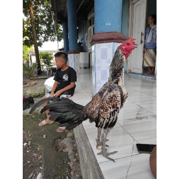 Telur fertil Mangon Pama Birma Bangkok