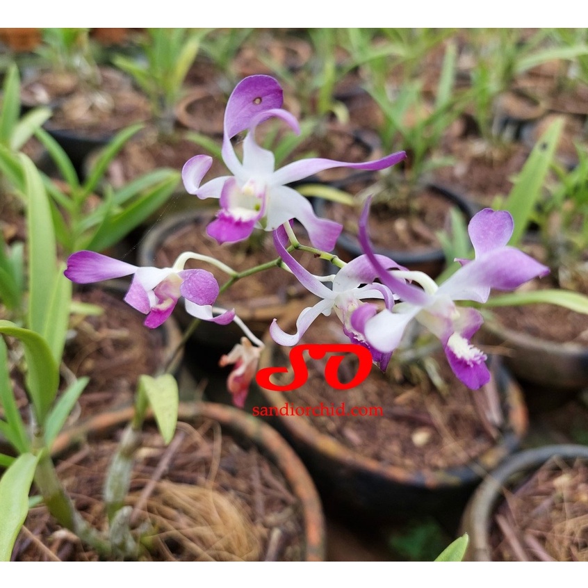 Dendrobium Wason Blue DEWASA