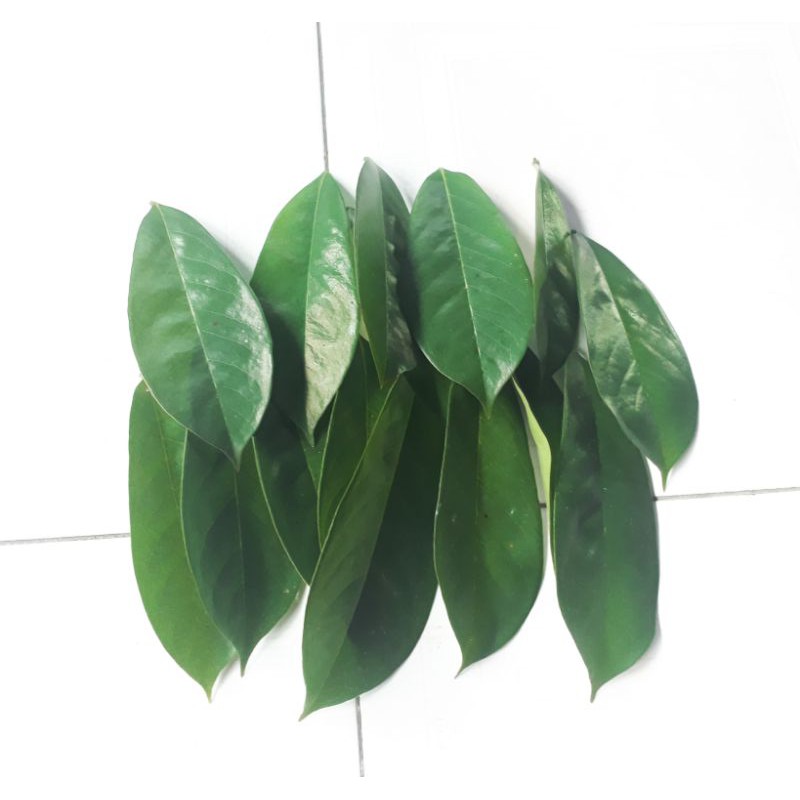 Jual Daun Sirsak Segar Alami Organik Shopee Indonesia