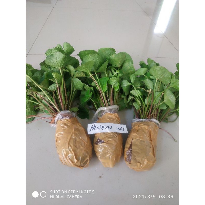 pegagan bibit pegagan daun pegagan