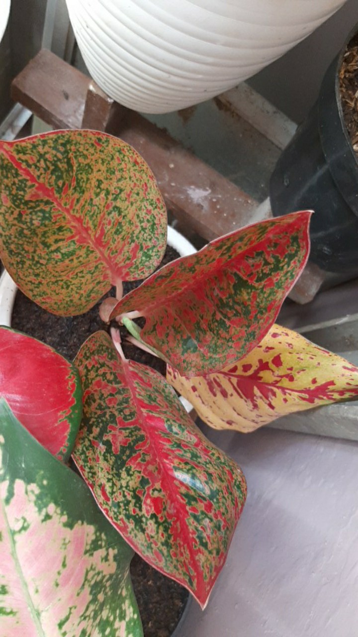 Promo Aglonema Red Stardust Murah  (red Stardust)