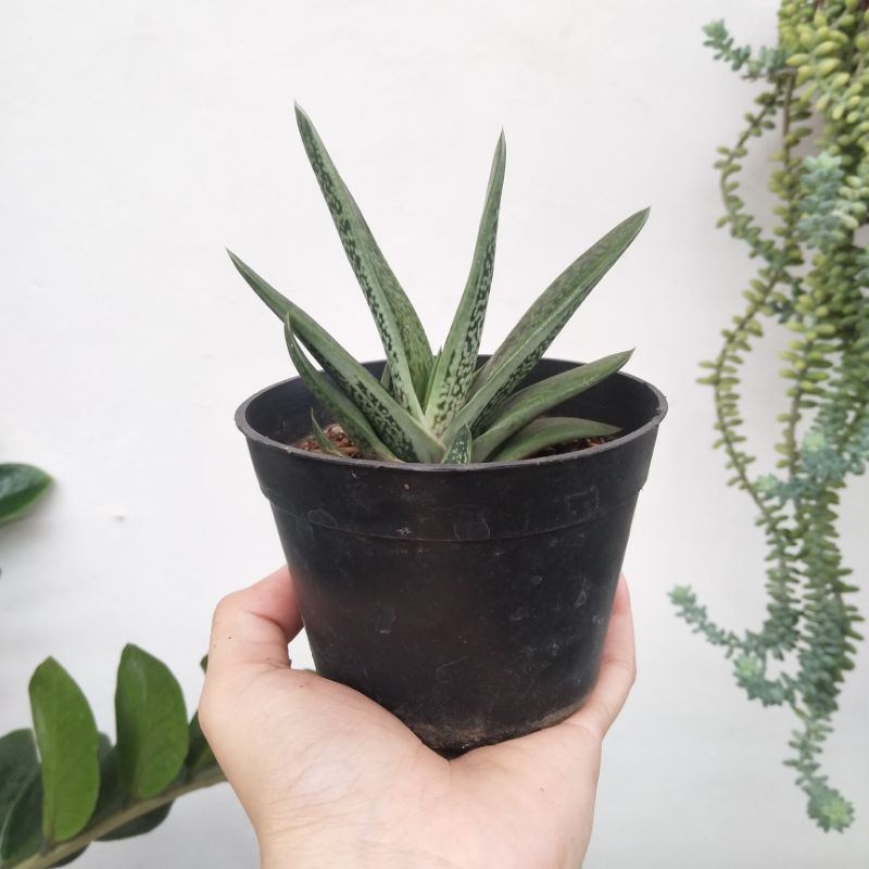 Gasteria Pale | DP 10cm | Sukulen