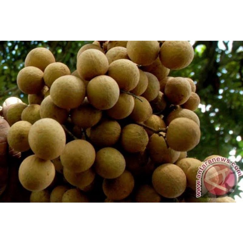 

buah kelengkeng original fresh 500gram