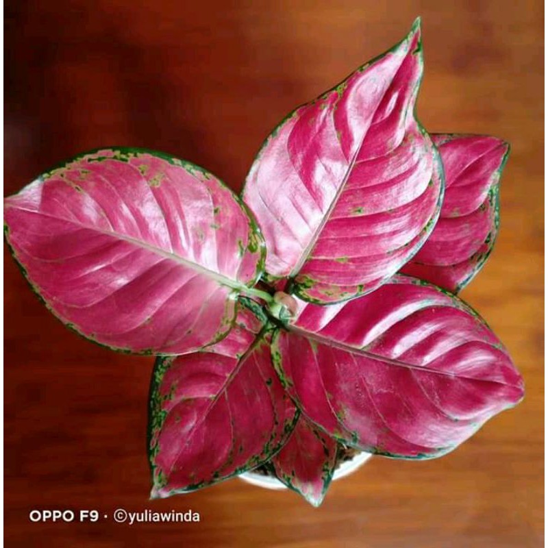 Tanaman Hias Aglonema Red Anjamani//Aglonema Red Anjamani