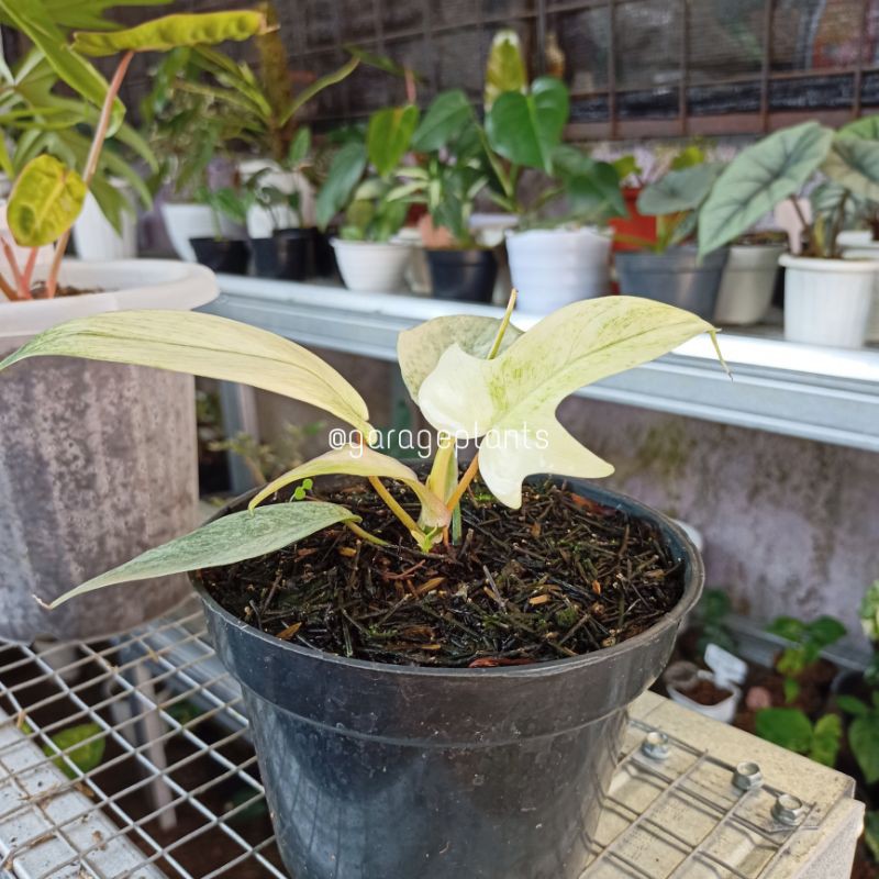 Philodendron Florida Ghost Mint/Philo Merpati