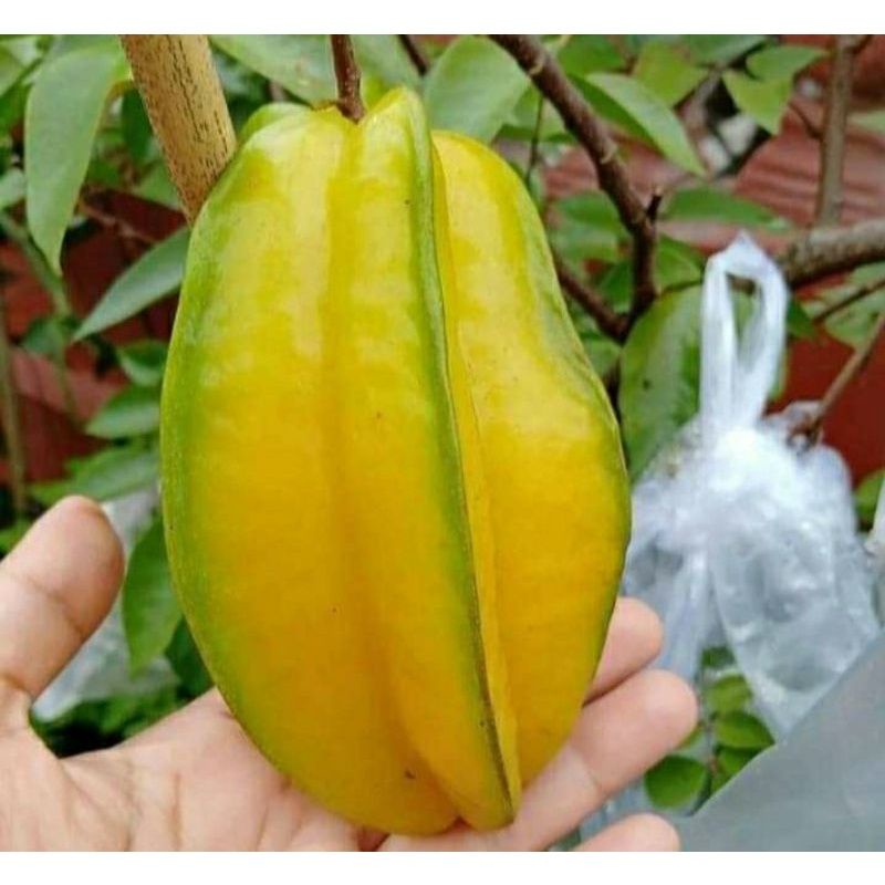 Bibit belimbing madu super jumbo bisa berbuah dalam pot [Berkualitas Unggul]