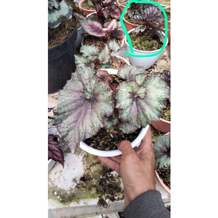 Tanaman Hias Begonia Rex escargot keong