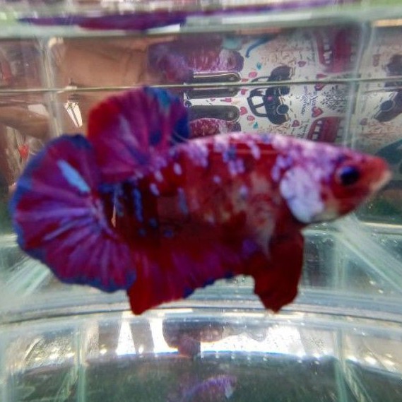Ikan cupang hias betta fish male red koi galaxy masking top grade real pict