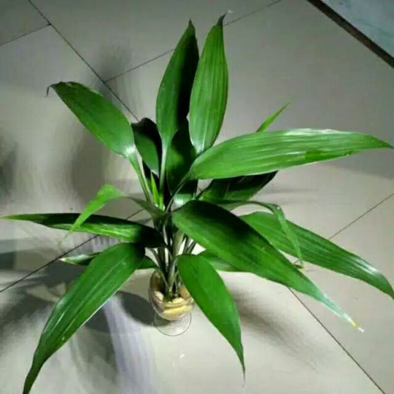 tanaman sri rejeki hijau