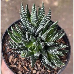 Haworthia Fasciata Perkutut Cluster