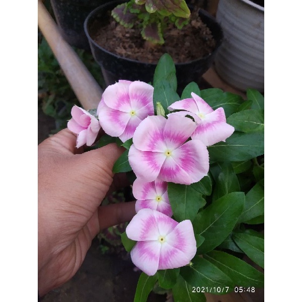 biji vinca nirvana ring hallo