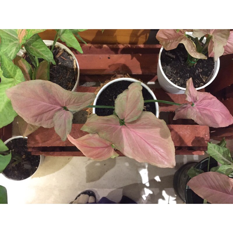 syngonium pink perfection