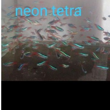 ikan neon tetra