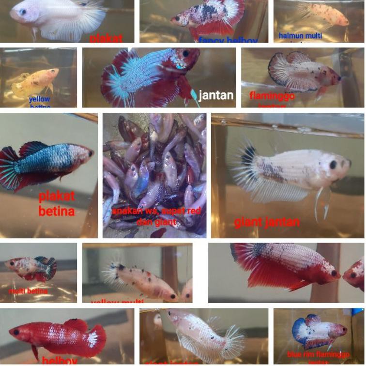 Wg5Code Cupang Ws FCCP, Nemo, multi colour, Giant, grizzle(terupdate)V3I1