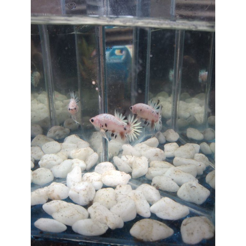 

Nemo emeral candy ikan cupang real pic
