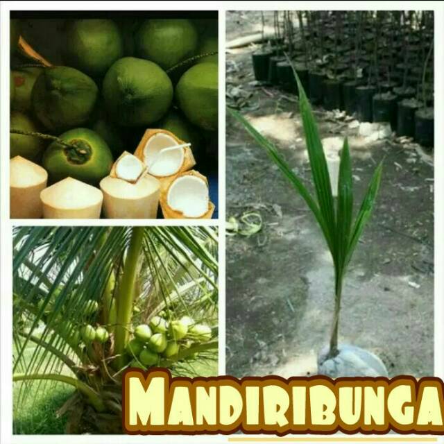 Bibit kelapa pandan wangi