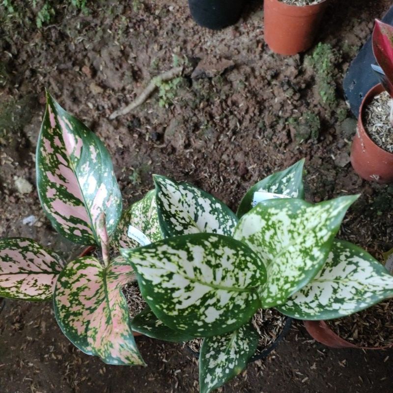 aglonema LV dan dut white
