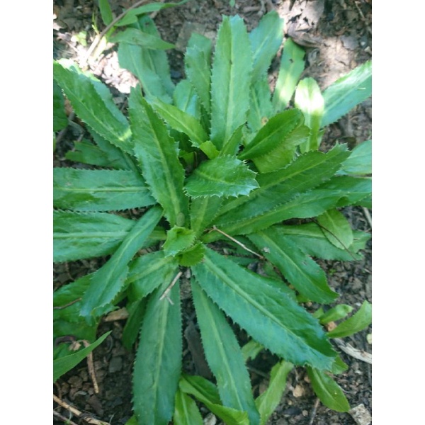 

1kg Akar dan Daun walang sangit/musiarab
