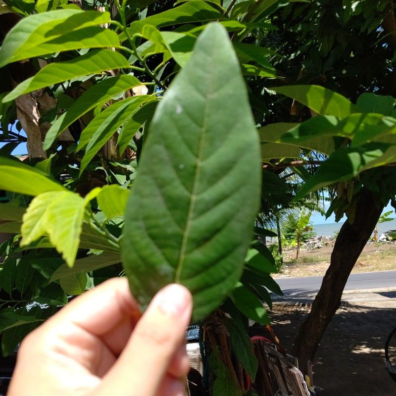 

Daun Srikaya Segar Petik Langsung Obat ASAM URAT, ANTI KANKER