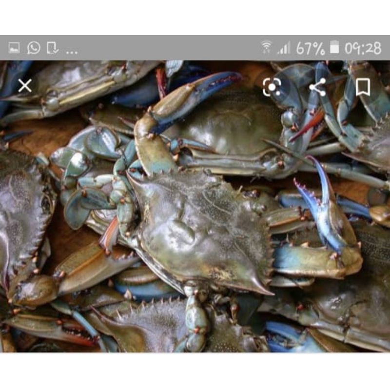 

Kepiting mentah masih fresh