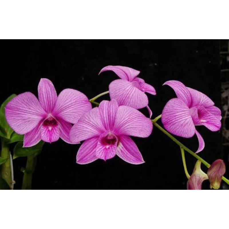 Anggrek dendrobium larat