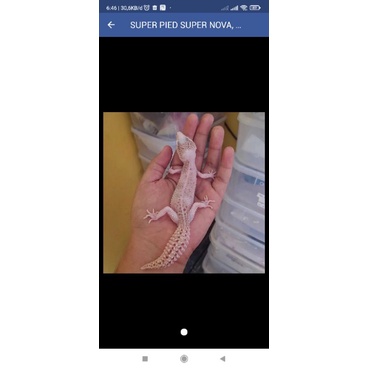 SUPER PIED SUPER NOVA