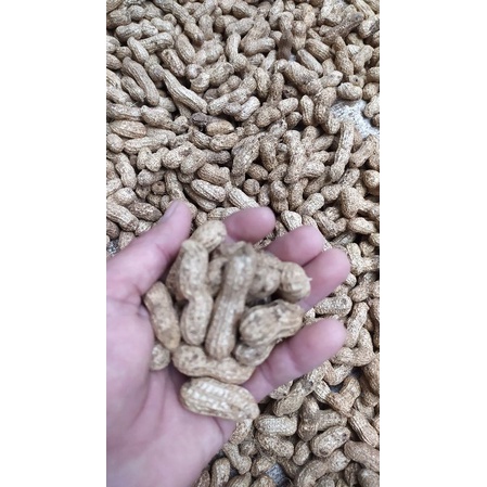 kacang tanah mentah kulit 1.kg