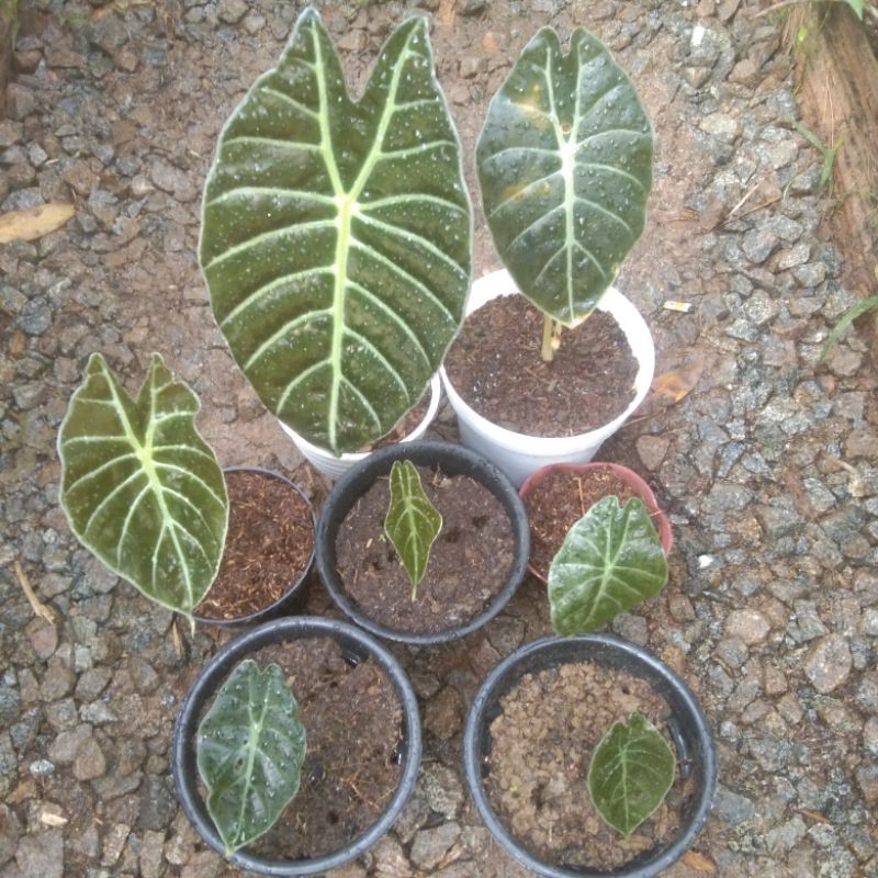 Jual Alocasia Suhirmaniana Sp Sulawesi Rawatan Shopee Indonesia