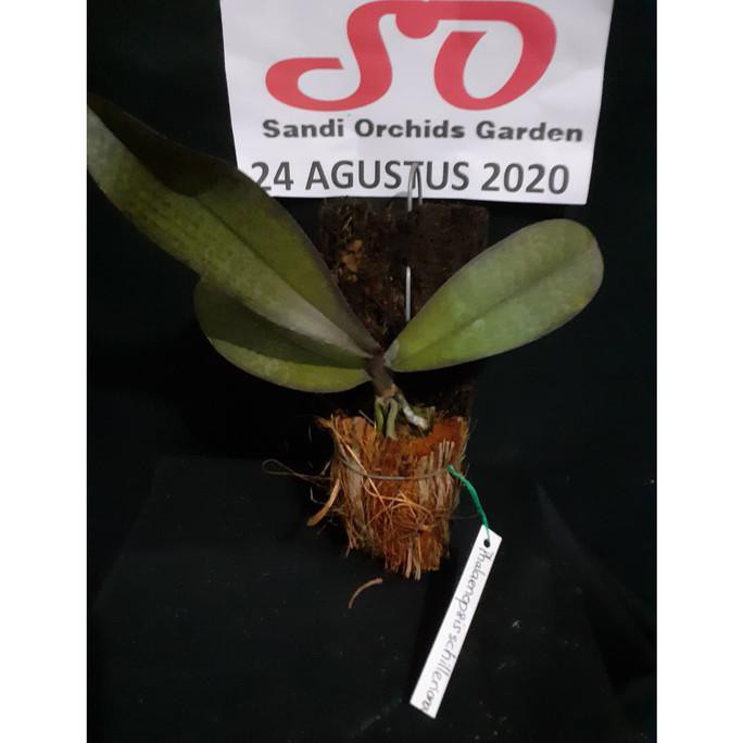 Phalaenopsis Schilleriana