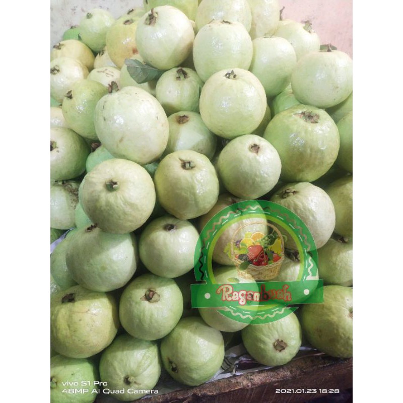 

Jambu merah pencegah covid 19