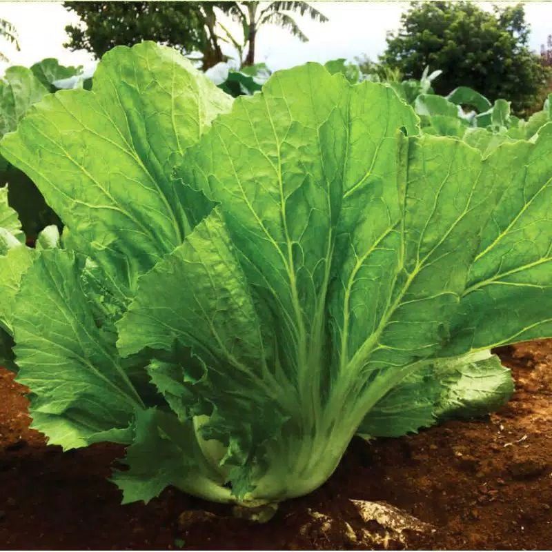 100 Benih/Biji/Bibit Sawi Pahit