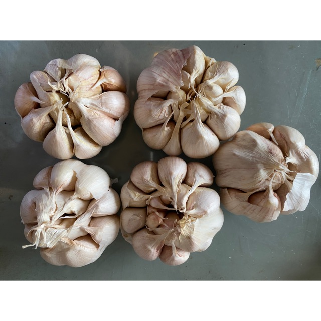 

Bawang sico/ honan