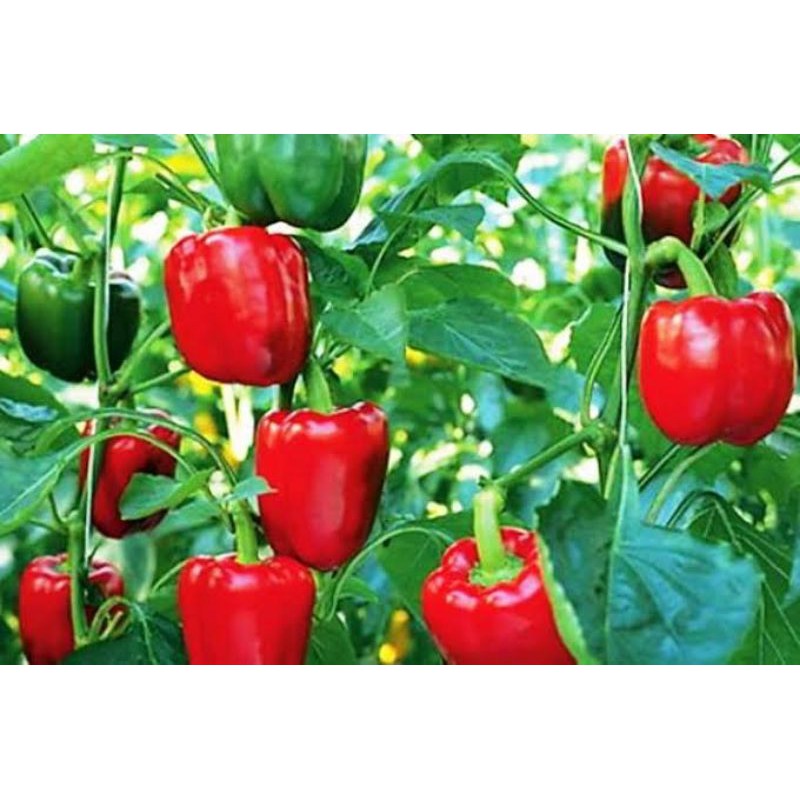 5biji- Benih Paprika Merah Benih Cabai Paprika Merah Bibit Cabe Paprika Merah