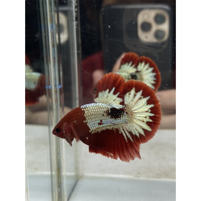 Cupang FCCP line Vietnam kode FCCP4