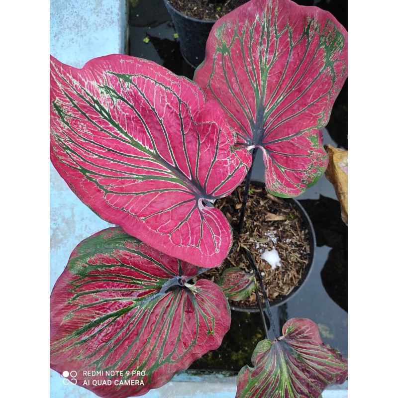 Bibit Caladium AC Ganesha Wilis / Bibit Keladi AC Ganesha Wilis ekonomis