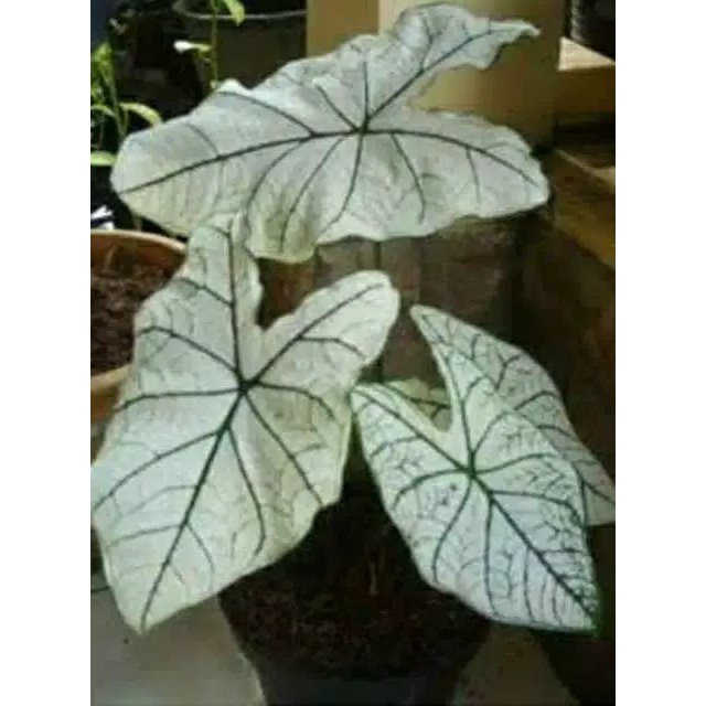 Tanaman HIas Keladi Putih/ Keladi White star caladium bintik