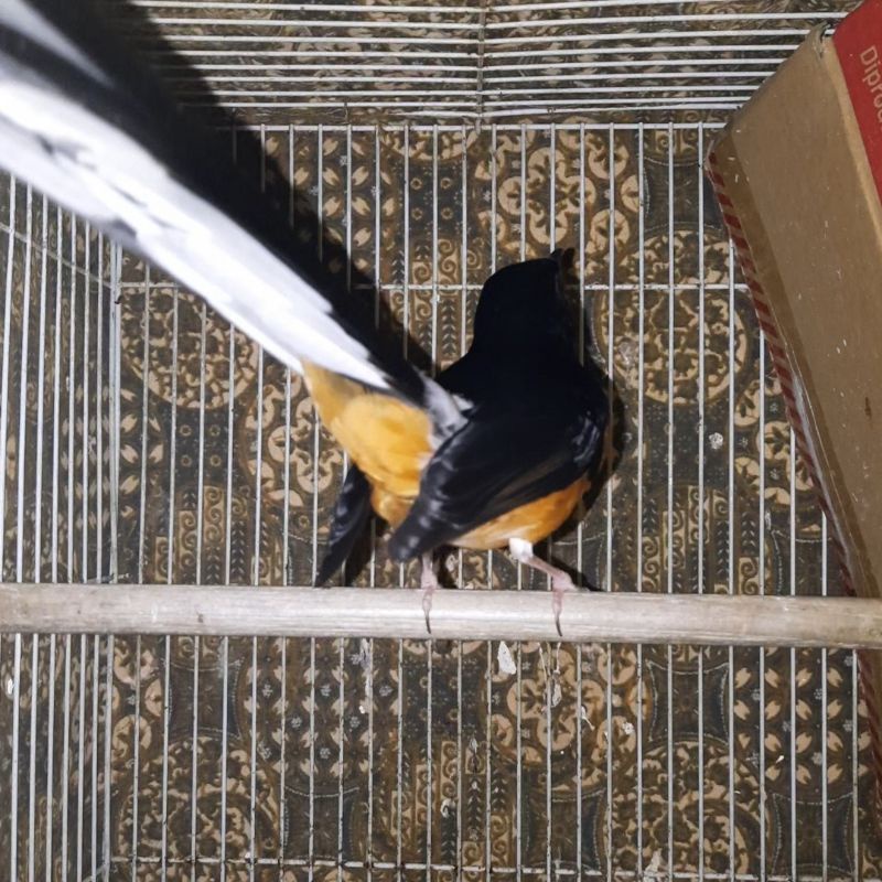 murai batu muda hutan non gembung jantan ekor 17