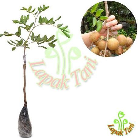 Bibit Tanaman Buah Kelengkeng Pingpong I4R