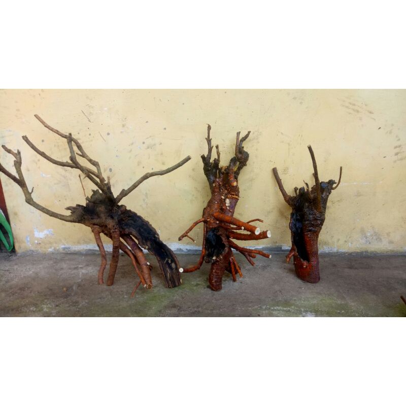 Murbei Bahan Bonsai Murbei  Bahan Bonsai Murbey Bahan Bonsai Bonggol Bahan Bonsai Murah