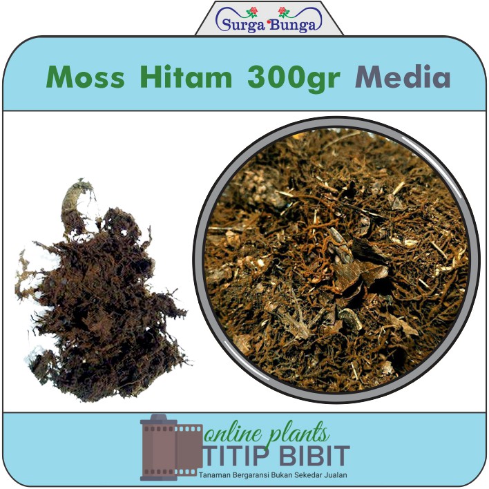 media moss hitam 500gr (akar kadaka) media tanam cangkok