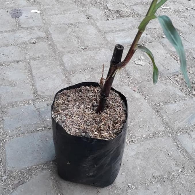Tebu ireng / Tebu Wulung