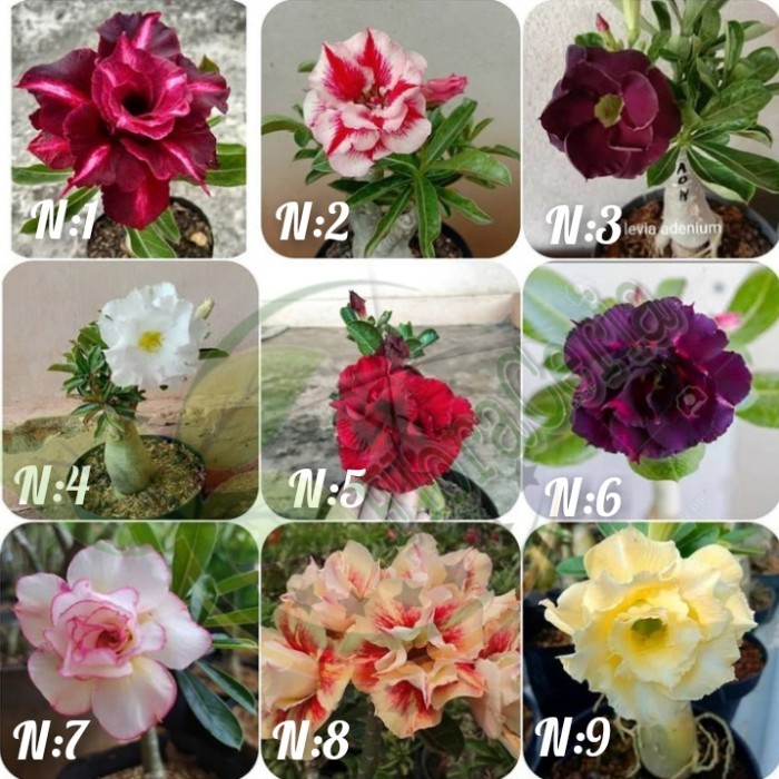 

Paket 9 Bibit Bunga Adenium Tumpuk - Kamboja Jepang NH9