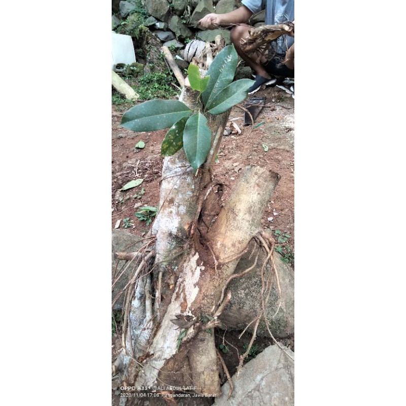 bahan bonsai bunut