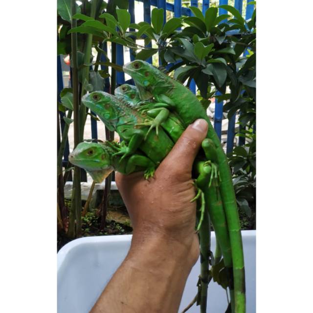 Iguana green up colom mix murah uk 50 cm